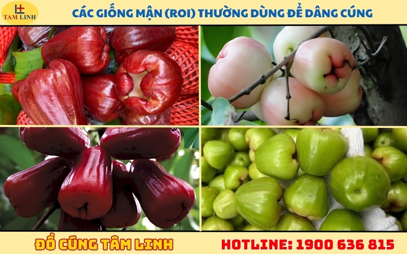 cac-giong-man-roi-thuong-dung-de-dang-cung