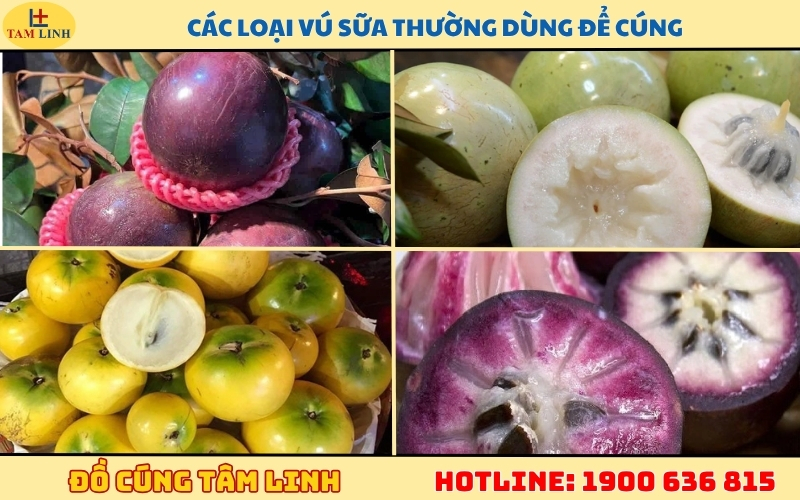 Các loại vú sữa thường dùng để cúng