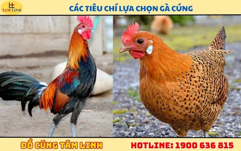 Các tiêu chí lựa chọn gà cúng