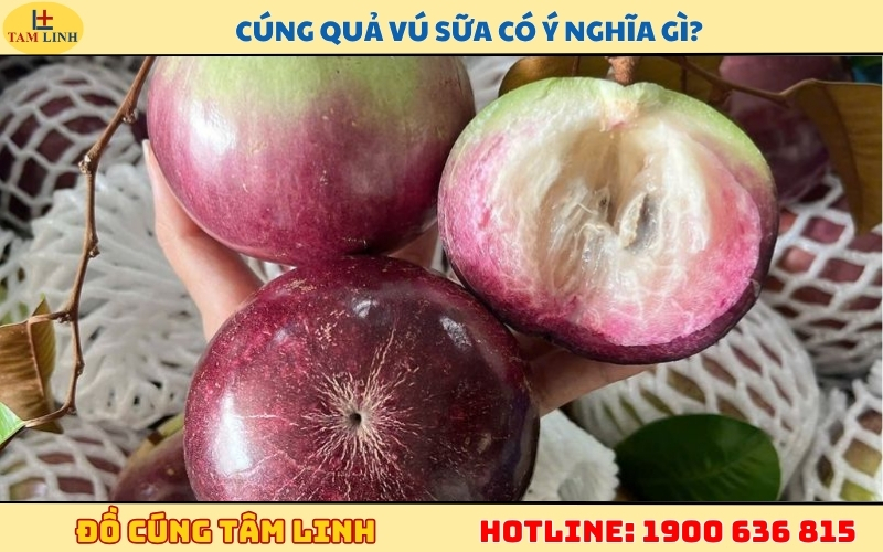 Cúng quả vú sữa có ý nghĩa gì