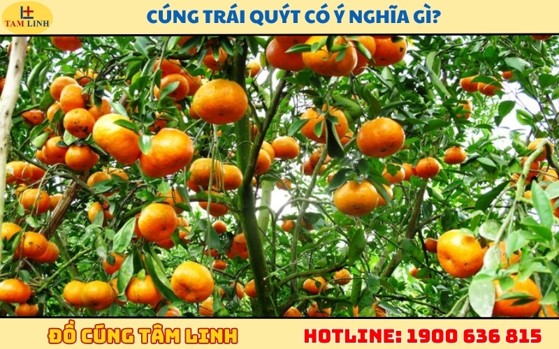 cung-trai-quyt-co-y-nghia-gi