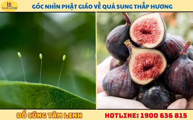 goc-nhin-phat-giao-ve-qua-sung-thap-huong