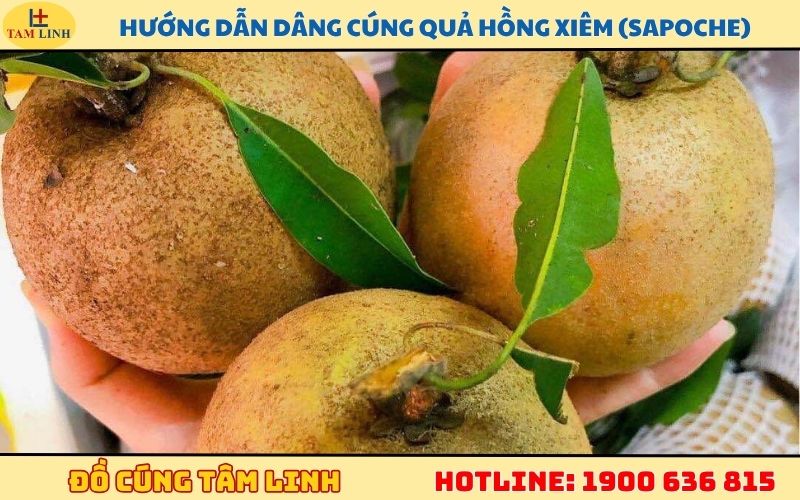Hướng dẫn dâng cúng quả hồng xiêm (sapoche)