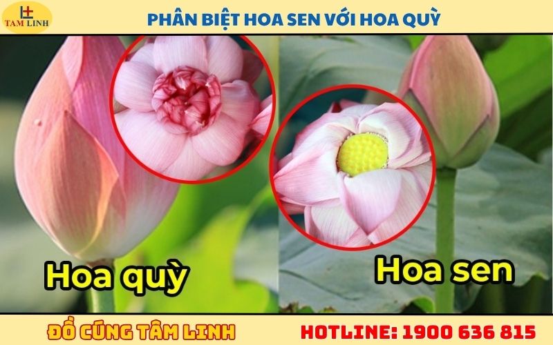 Phân Biệt hoa sen với hoa quỳ
