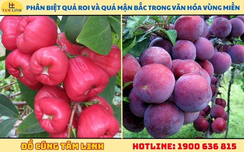 phan-biet-qua-roi-va-qua-man-bac-trong-van-hoa-vung-mien