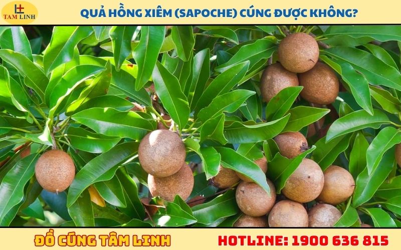 Quả hồng xiêm (sapoche) cúng được không