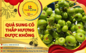Quả sung có thắp hương được không