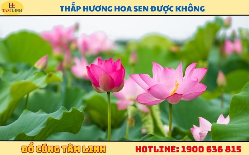 thắp hương hoa sen được không