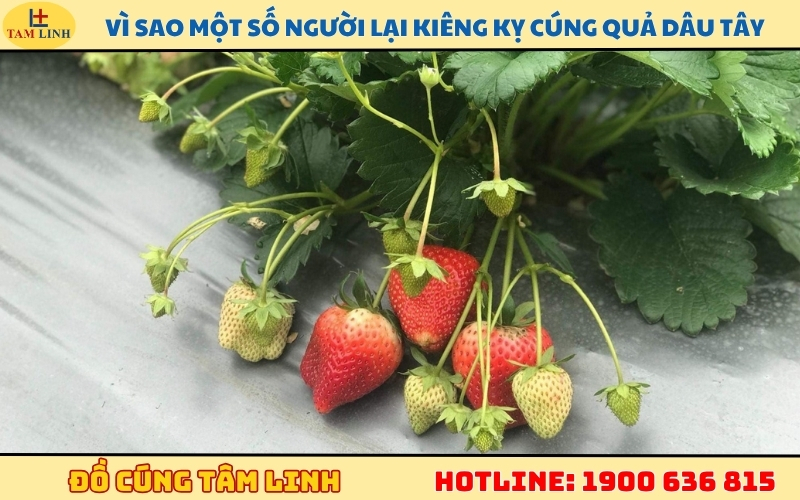 Vì sao một số người lại kiêng kỵ cúng quả dâu tây