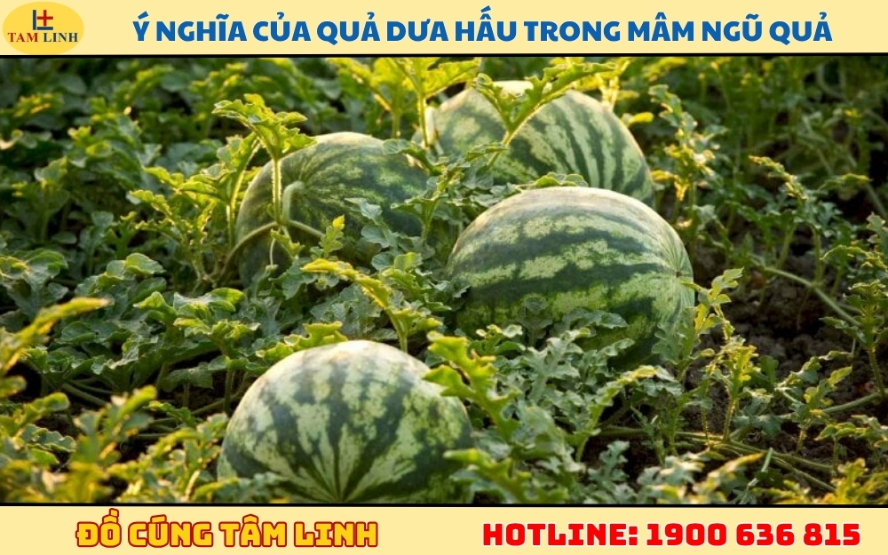 y nghia cua qua dua hau trong mam ngu qua