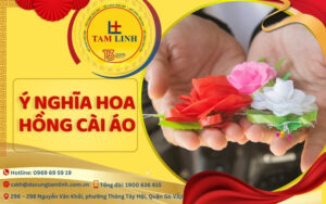 ý nghĩa hoa hồng cài áo