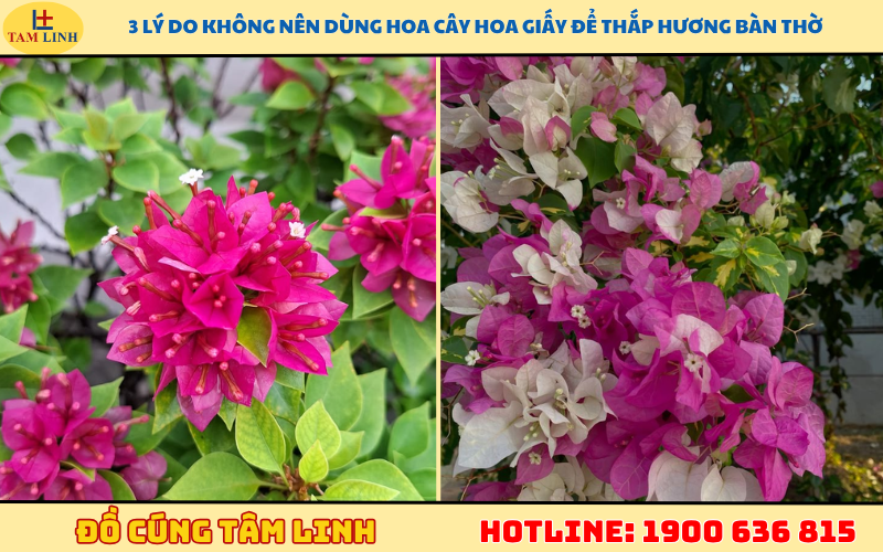 3 lý do không nên dùng hoa cây hoa giấy để thắp hương bàn thờ