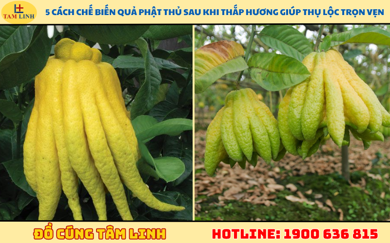 5 cách chế biến quả phật thủ sau khi thắp hương giúp thụ lộc trọn vẹn