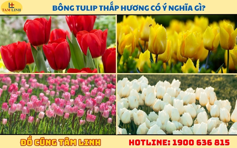 bong-tulip-thap-huong-co-y-nghia-gi