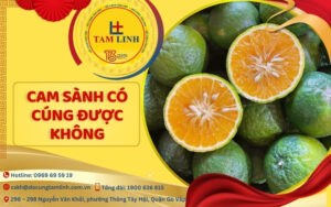 cam sành có cúng được không