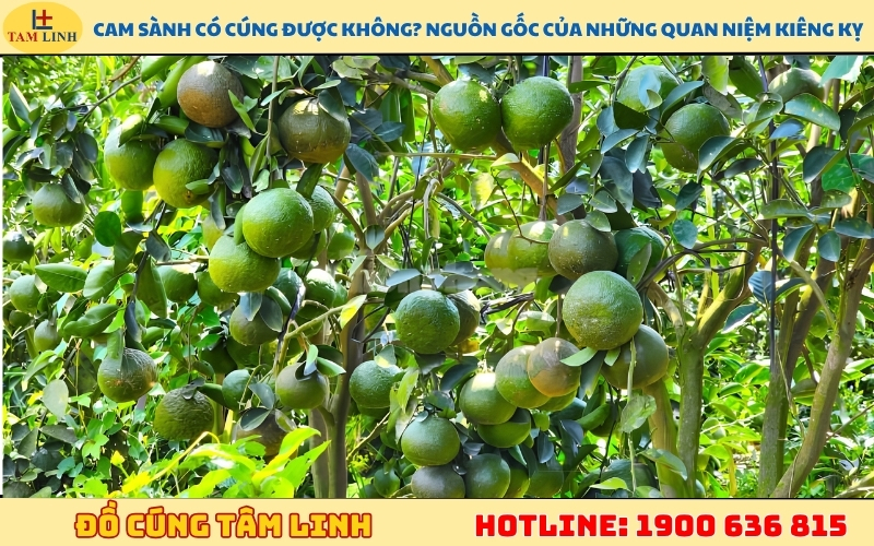 cam-sanh-co-cung-duoc-khong-nguon-goc-cua-nhung-quan-niem-kieng-ky