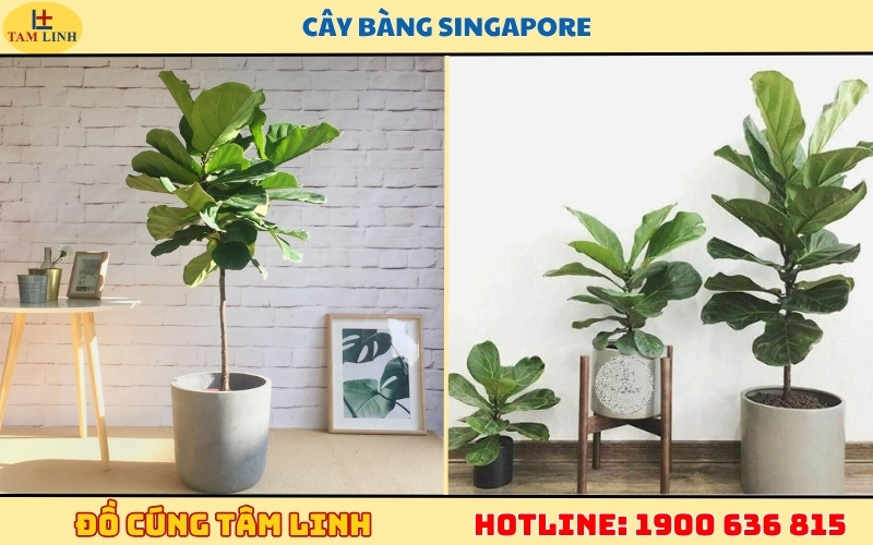 Khai trương tặng cây gì