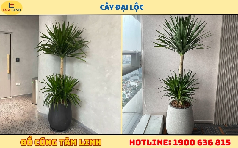 Khai trương tặng cây gì