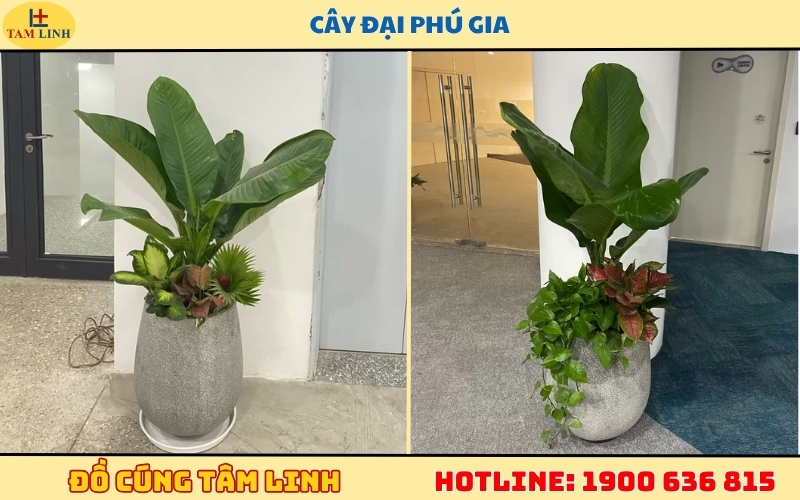 Khai trương tặng cây gì