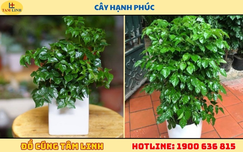 Khai trương tặng cây gì