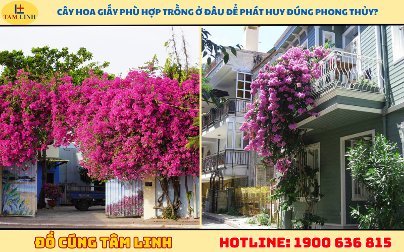 Cây hoa giấy phù hợp trồng ở đâu để phát huy đúng phong thủy