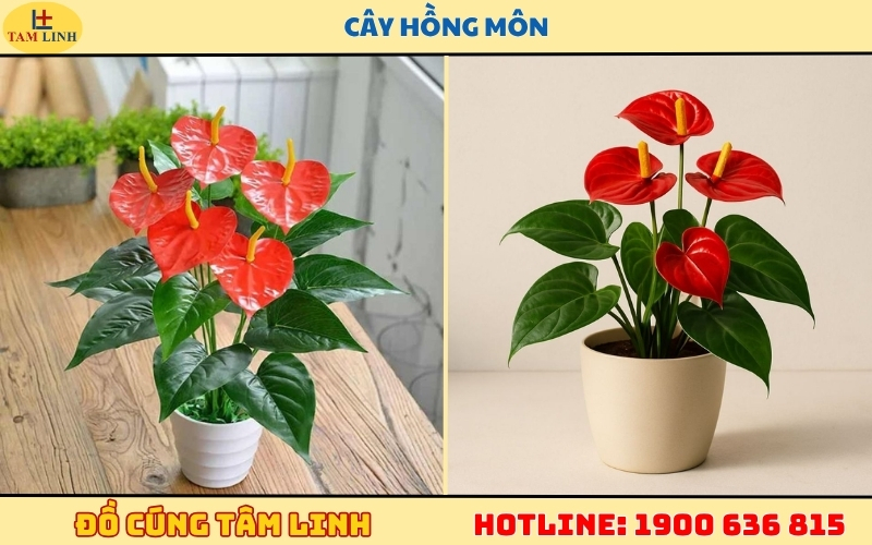 Khai trương tặng cây gì