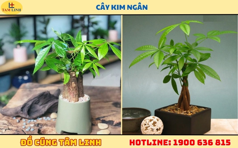 Khai trương tặng cây gì