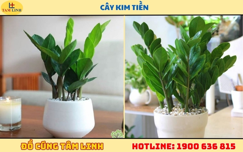 Khai trương tặng cây gì