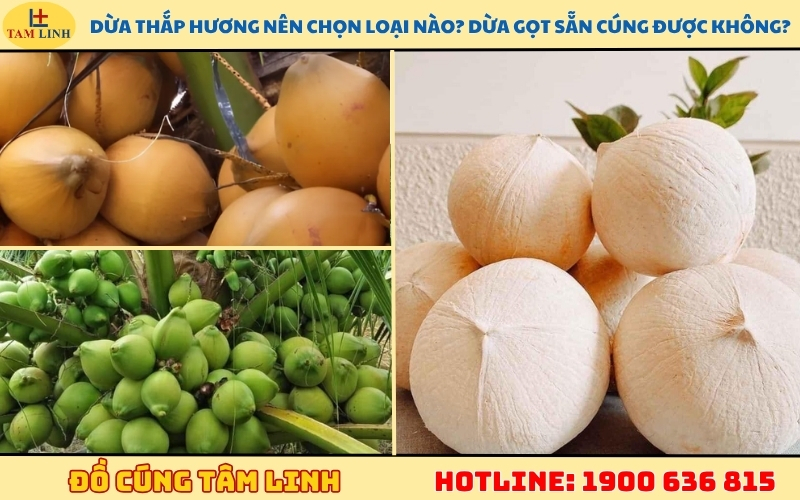 dua-thap-huong-nen-chon-loai-nao-dua-got-san-cung-duoc-khong