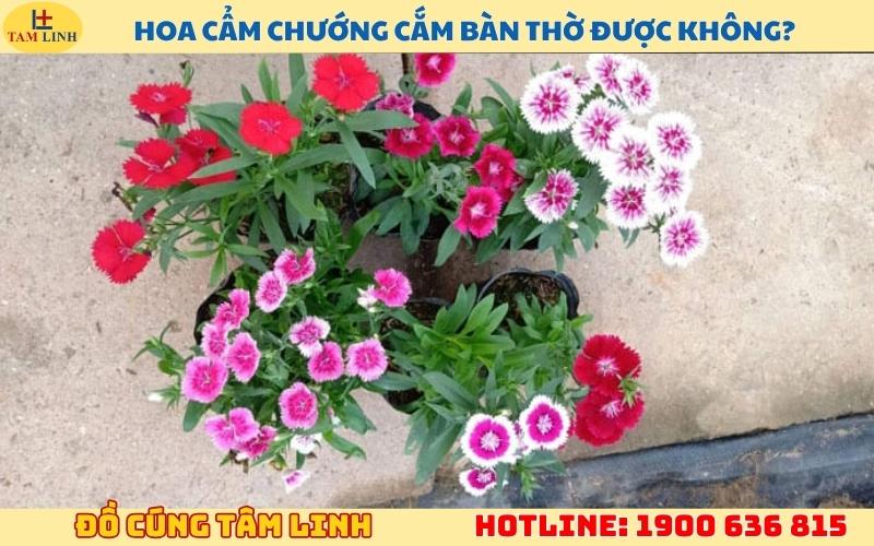 hoa-cam-chuong-cam-ban-tho-duoc-khong