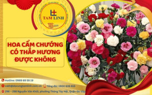hoa cẩm chướng có thắp hương được không