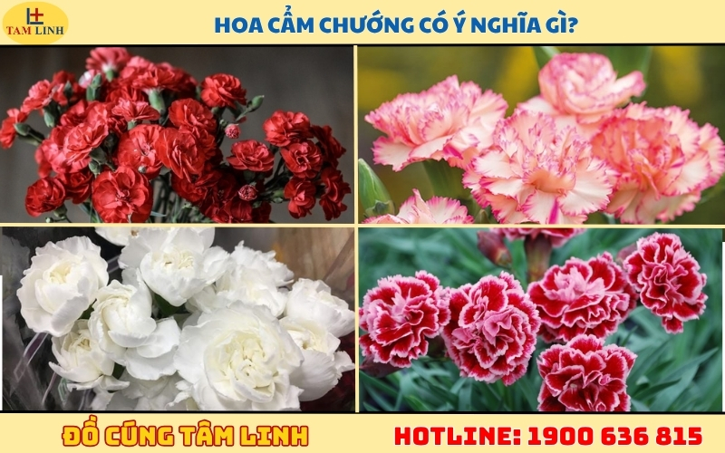 hoa-cam-chuong-co-y-nghia-gi