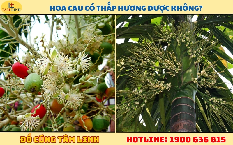 hoa-cau-co-thap-huong-duoc-khong