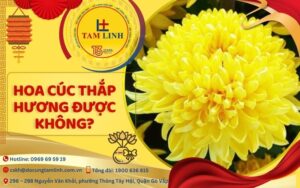 có nên thắp nhang bằng hoa cúc