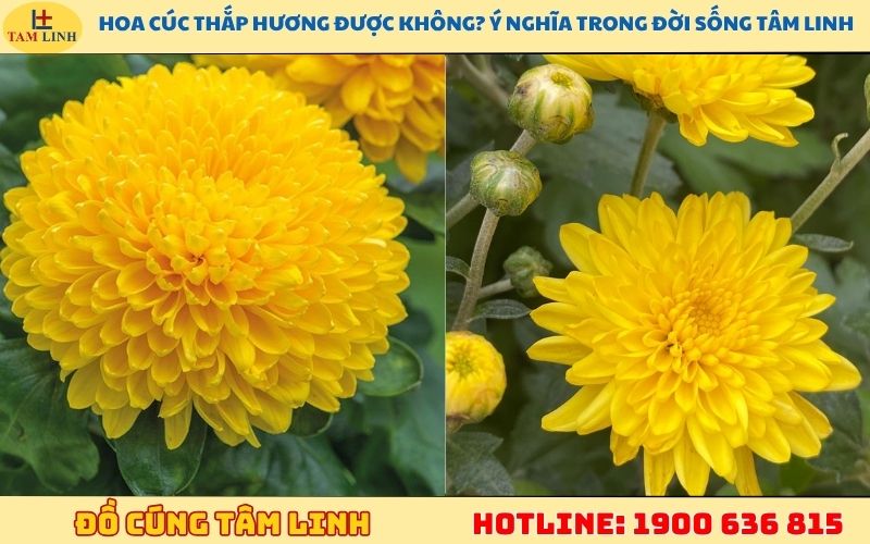 Hoa cúc thắp hương được không? Ý nghĩa trong đời sống tâm linh