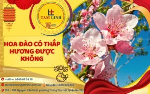 hoa đào có thắp hương được không