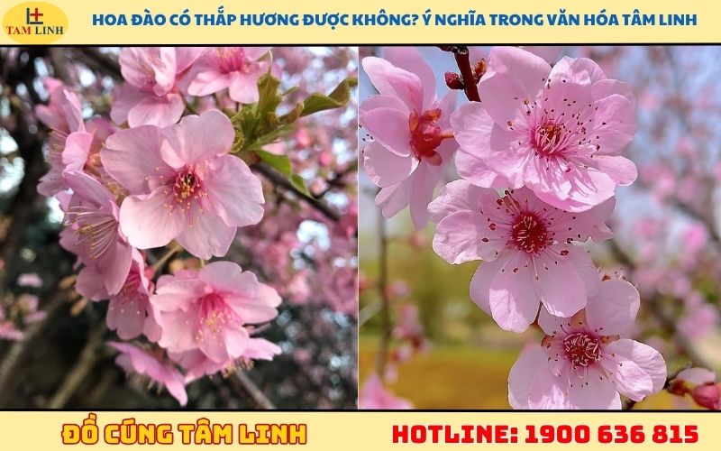 Hoa đào có thắp hương được không? Ý nghĩa trong văn hóa tâm linh