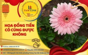 hoa đồng tiền có cúng được không