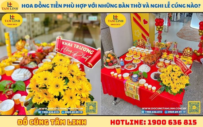 Hoa đồng tiền phù hợp với những bàn thờ và nghi lễ cúng nào?