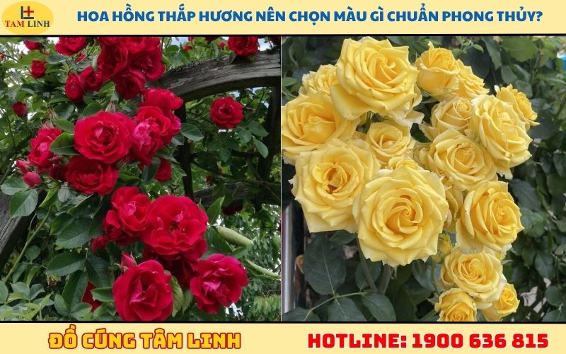 Hoa hồng thắp hương nên chọn màu gì chuẩn phong thủy?