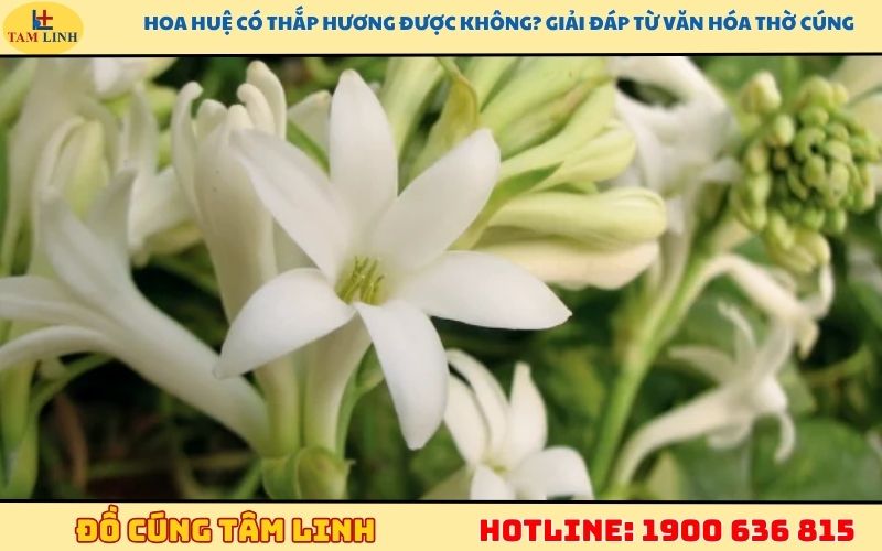 Hoa huệ có thắp hương được không? Giải đáp từ văn hóa thờ cúng