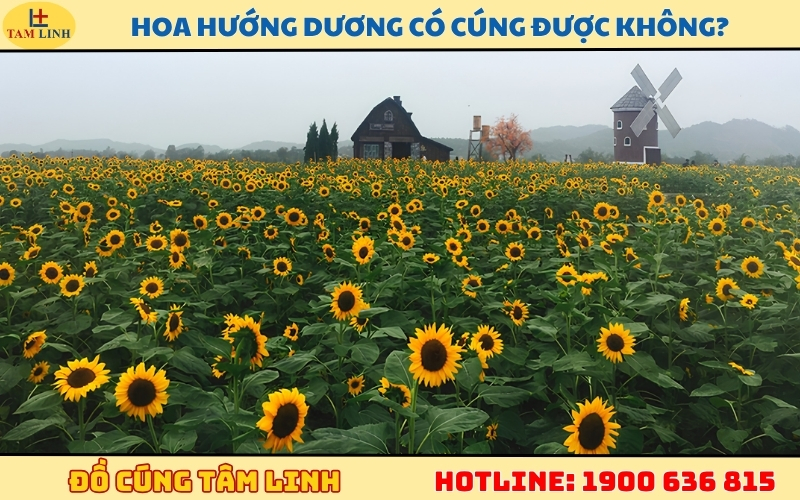 hoa-huong-duong-co-cung-duoc-khong
