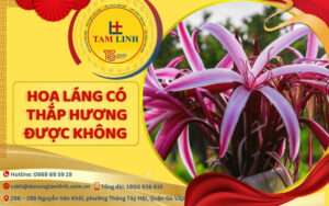 hoa láng có thắp hương được không