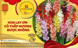 hoa lay on co thap huong duoc khong