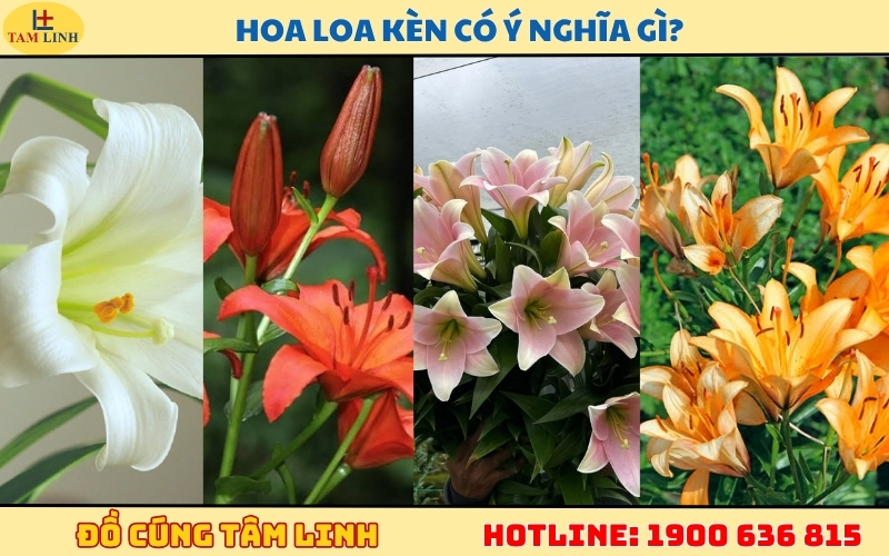 hoa-loa-ken-co-y-nghia-gi