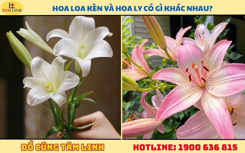 hoa-loa-ken-va-hoa-ly-co-gi-khac-nhau