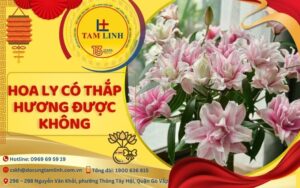 hoa ly có thắp hương được không​