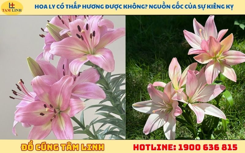 Hoa ly có thắp hương được không? Nguồn gốc của sự kiêng kỵ