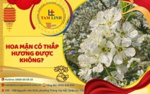 có nên thắp nhang bằng hoa mận
