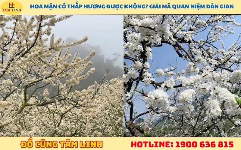 có nên dùng hoa mận để trưng bàn thờ